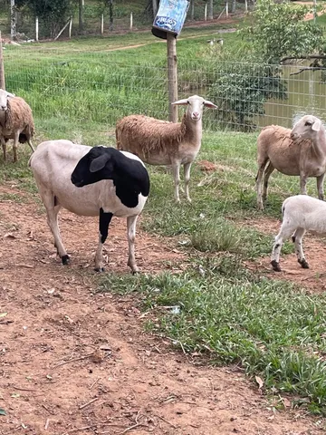 Ovelhas