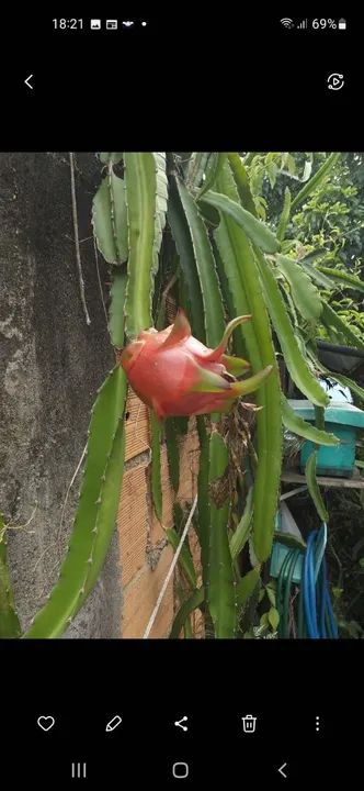 Mudas de pitaya - Foto 4