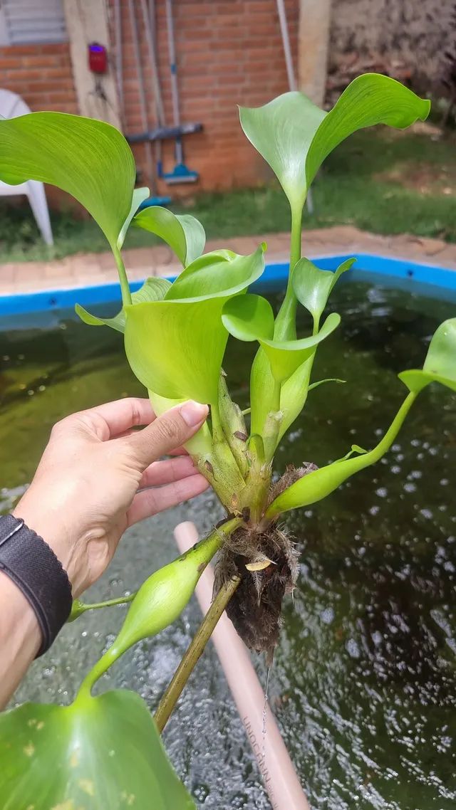 Aguapé (10 mudas) - Foto 3