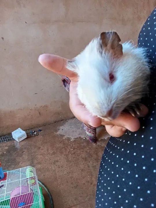 Porquinho Da India  - Foto 6