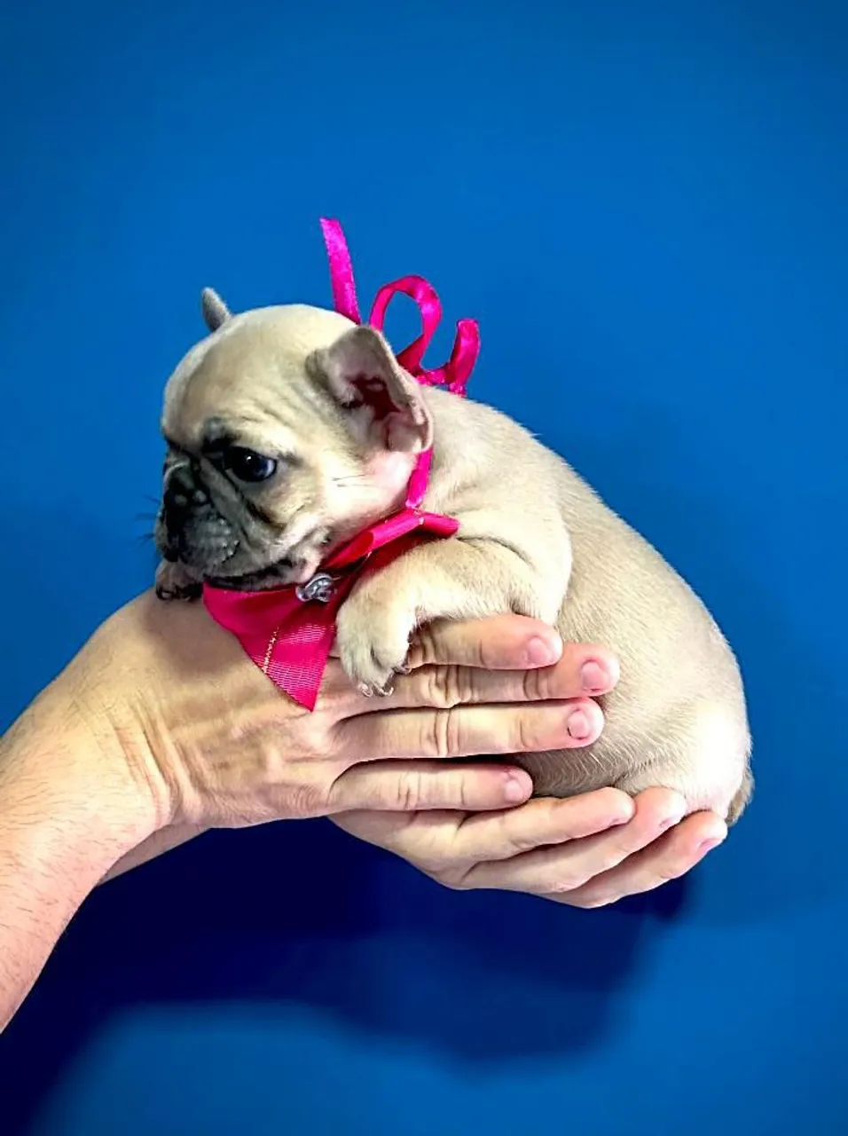 Filhotes de Bulldog Francês Fêmeas