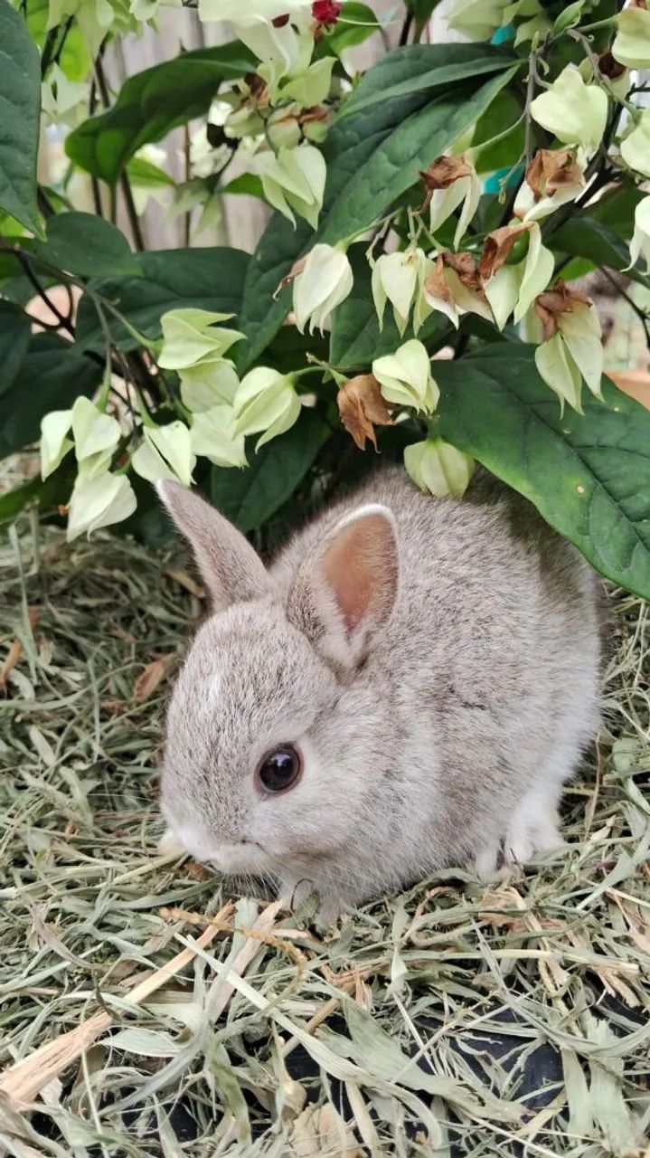 Mini coelhos netherland - Foto 2