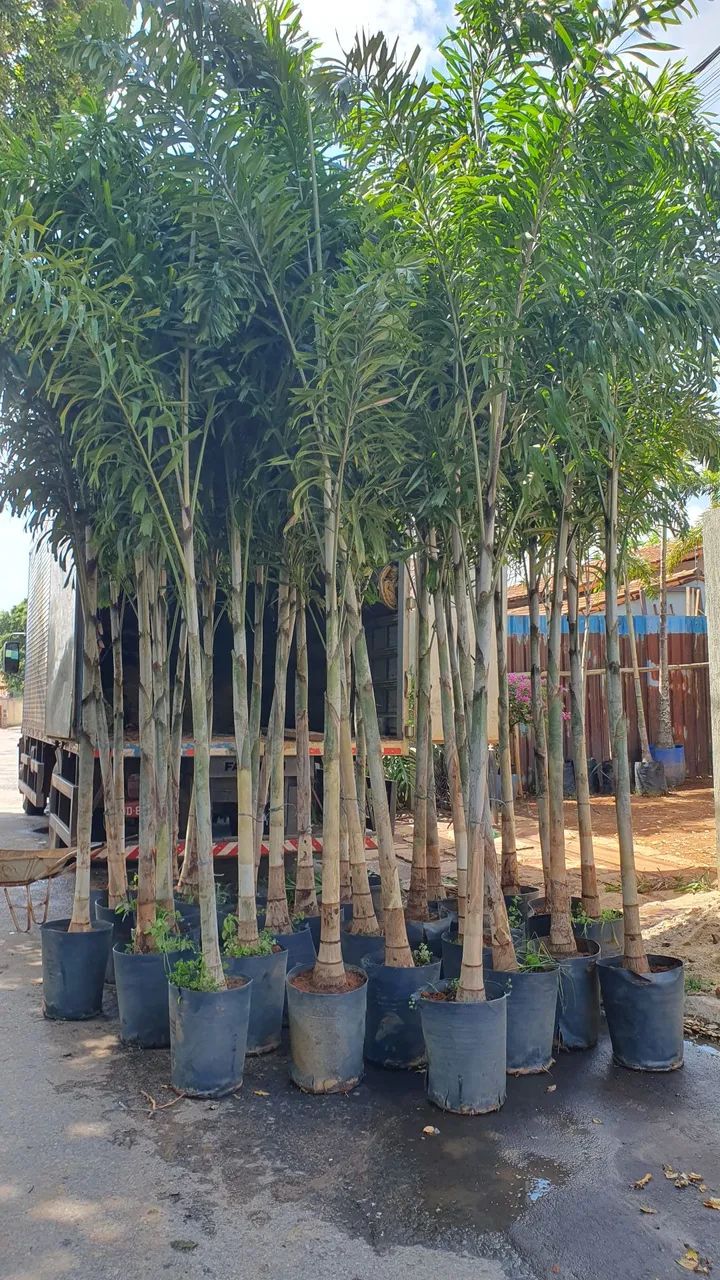 PALMEIRA RABO DE RAPOSA 3,5 M - Foto 3