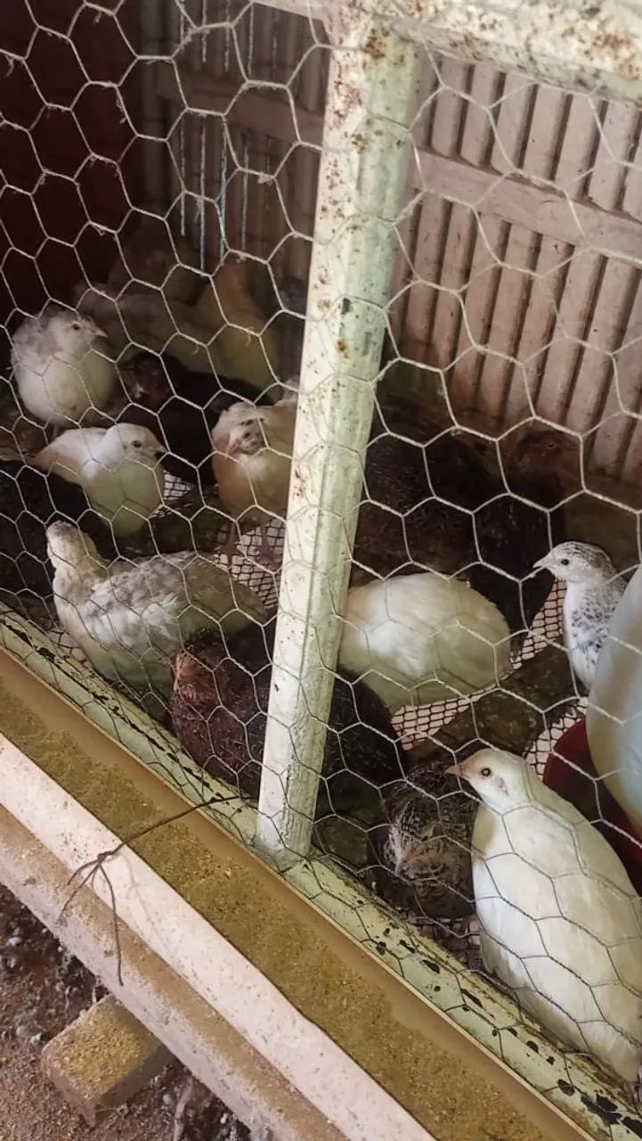 Ovos galados de codorna gigante várias cores  - Foto 4