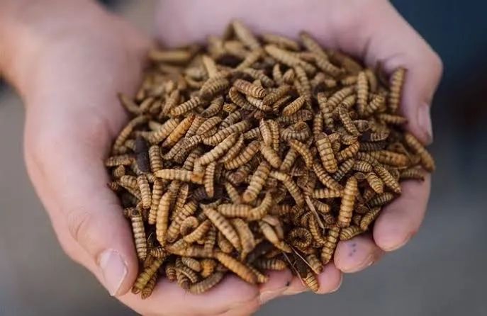 Mosca soldado negro alimento para animais de estimação.