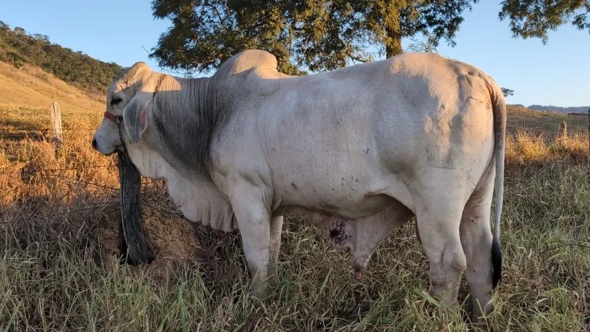 Bezerros, bezerras e Tourinhos Brahman - Foto 6