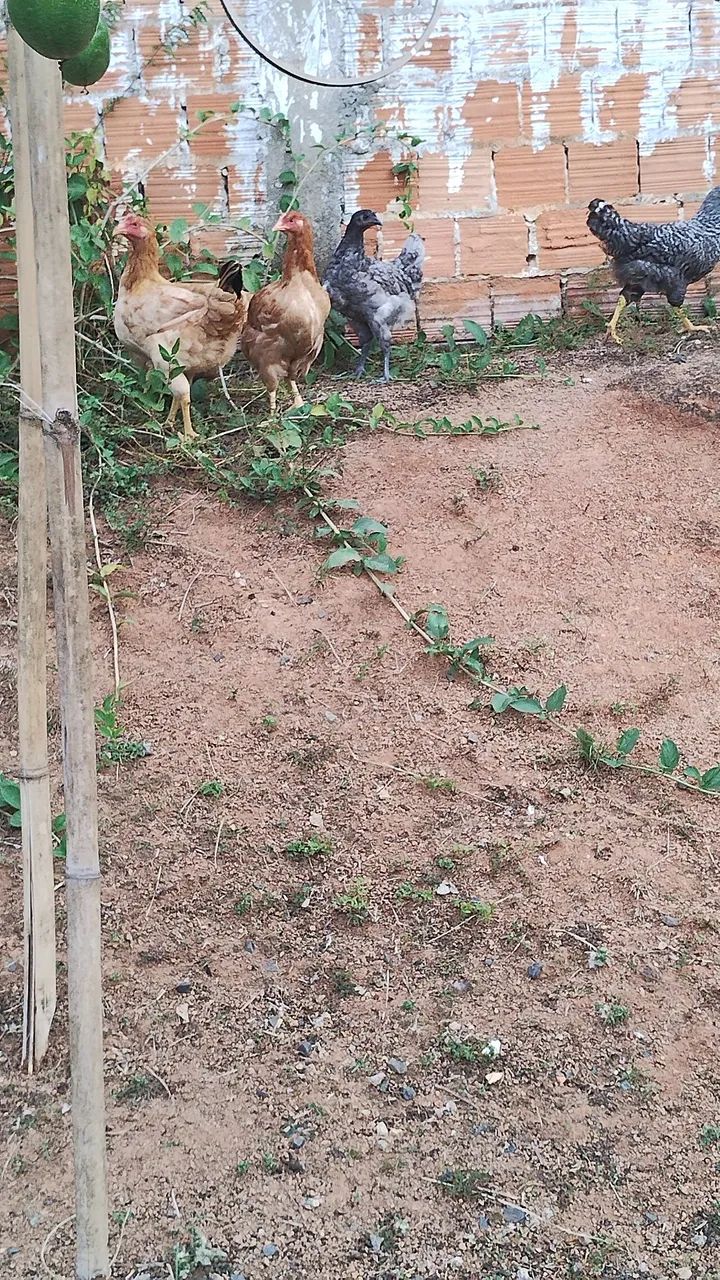 Galos carijó  - Foto 2