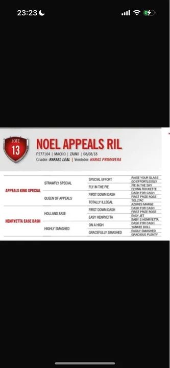 Cavalo Quarto de milha Puro Vaquejada  - Foto 6