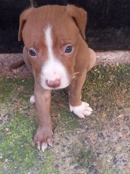 100.00 Filhote Pitbull