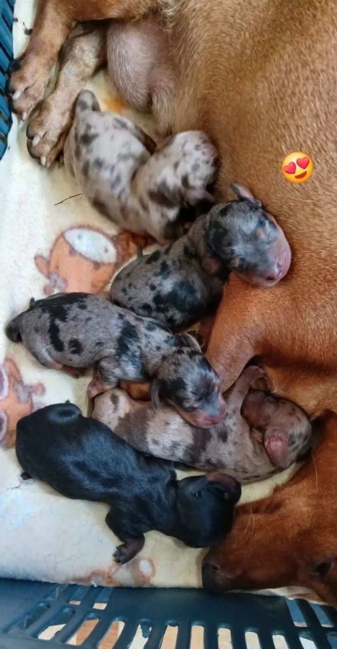 Belíssimos filhotes de dachshund disponíveis para reserva  - Foto 3