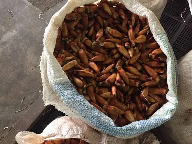 Vende-se pinhão 12 reais o kl