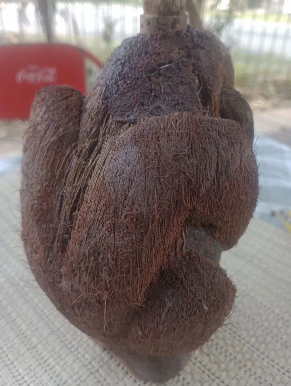 Escultura de coco artesanal em forma de garrafa... - Foto 3