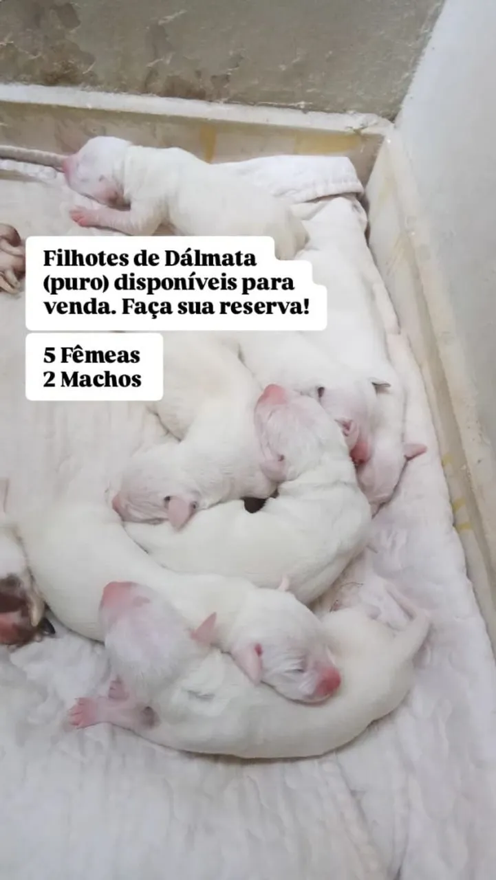 Filhotes de Dálmata puros disponíveis para venda!