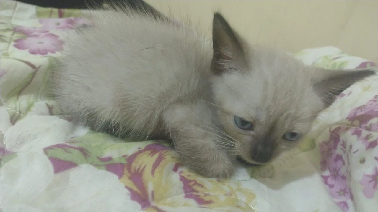 Gatinhos para adoção  - Foto 2