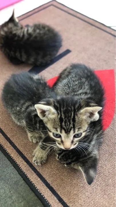 Filhote de gato  - Foto 2