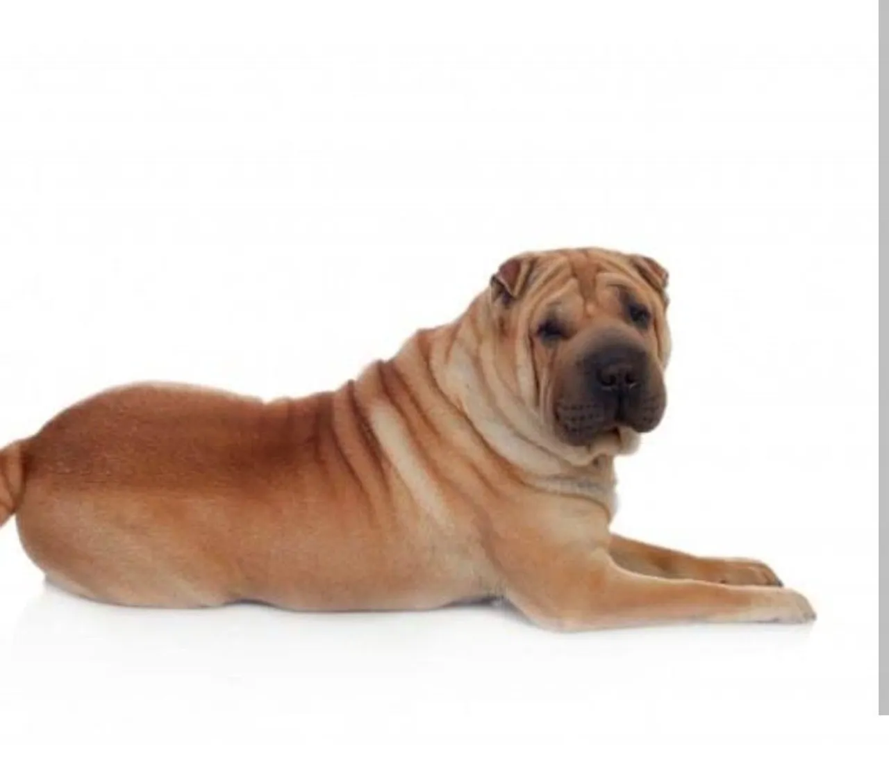 Procuro namorado Sharpei
