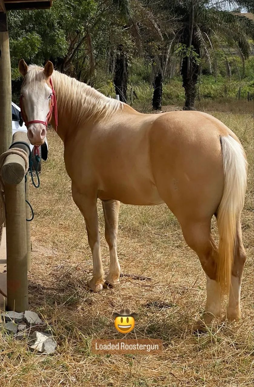 Quarto de Milha Palomino Registrado - Linhagem Gunner - Foto 3