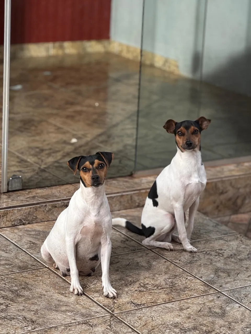 Filhotes de Fox Paulistinha para adoção