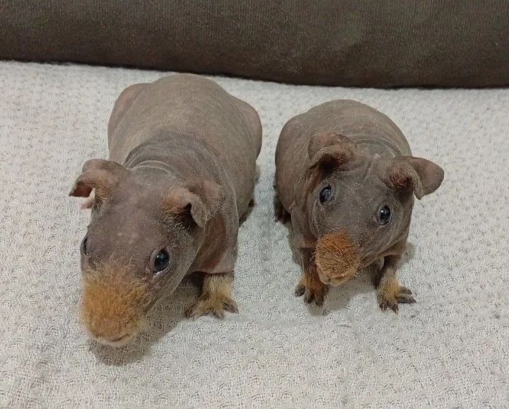 Porquinhos-da-índia Skinny - Foto 2