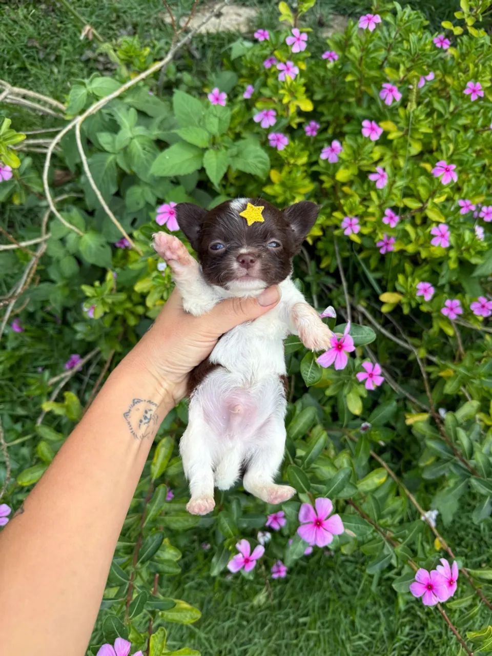 Chihuahua chocolate - o menor do mundo  - Foto 3
