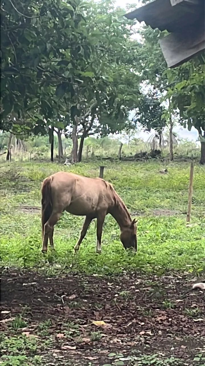 Vendo potra no ponto de domar  - Foto 2