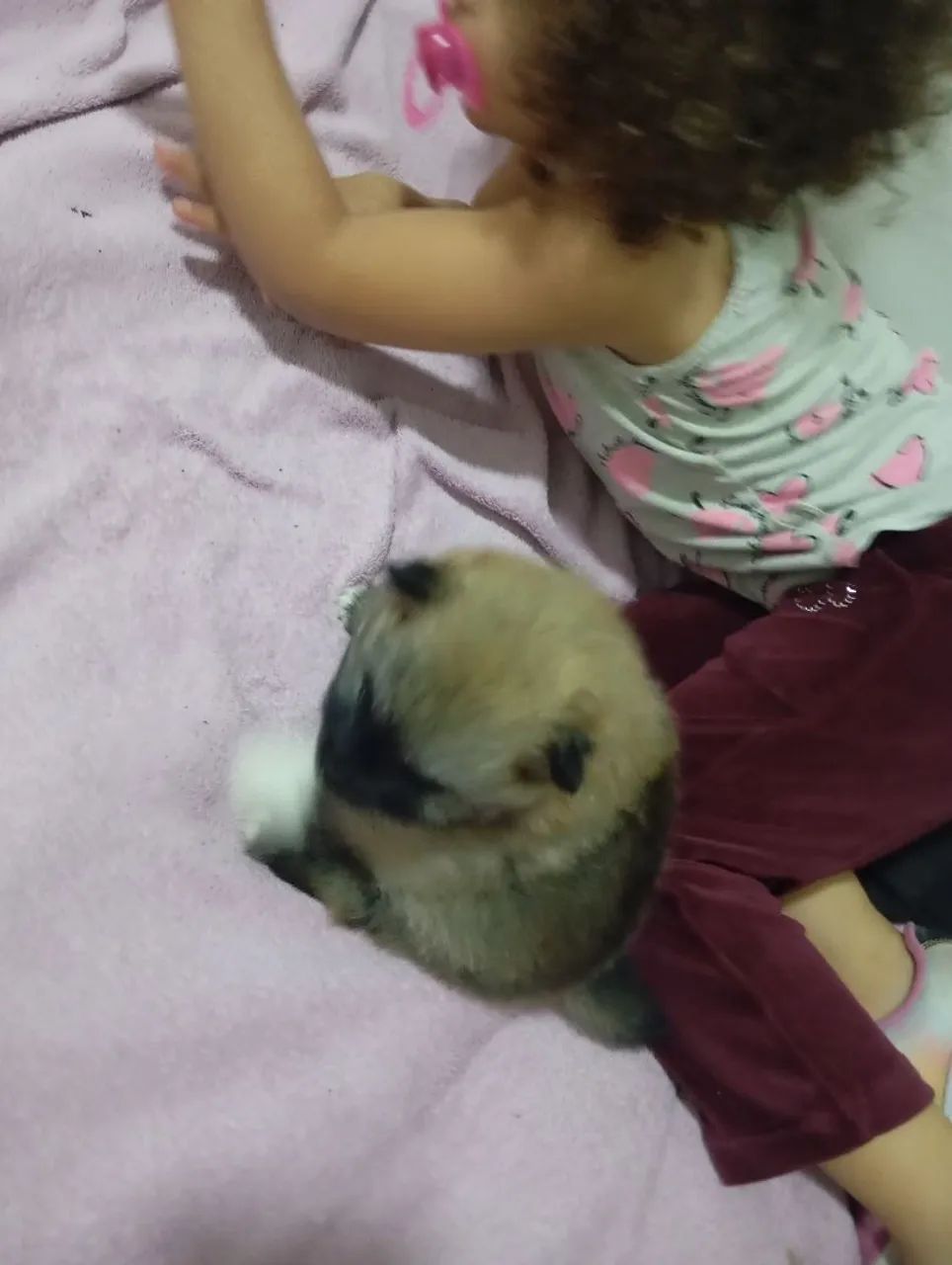 Spitz anão  - Foto 4