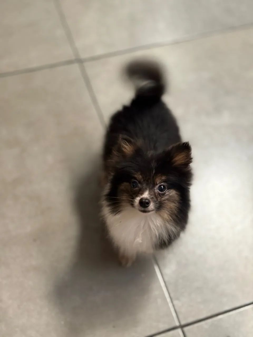 Filhote de Spitz Alemão MICRO