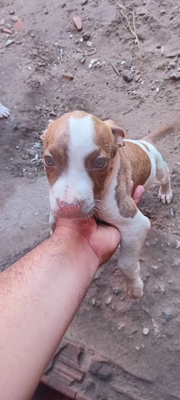 Filhote de Pitbull disponíveis