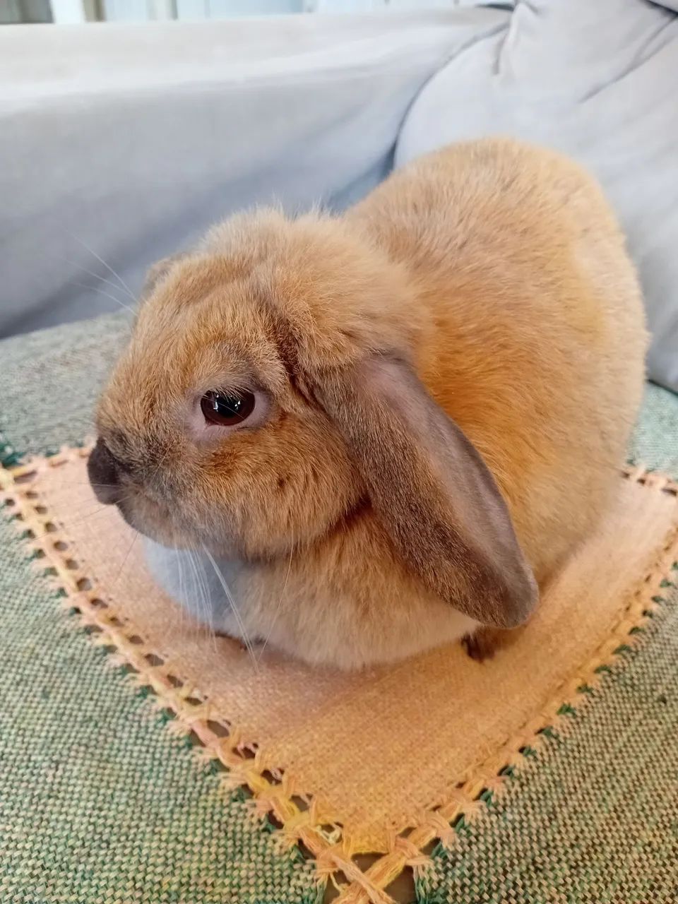 Mini lop fêmea  - Foto 2