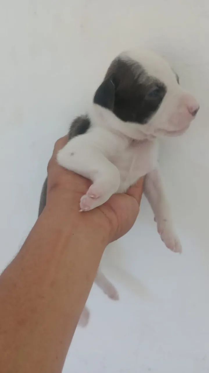 FILHOTES DE PITBULL APENAS FÊMEA !!