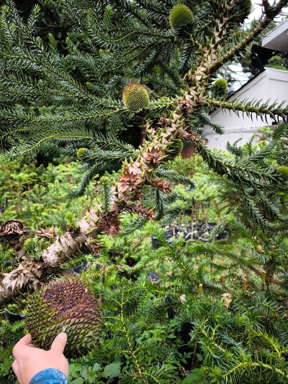 Araucaria enxertada macho e femea