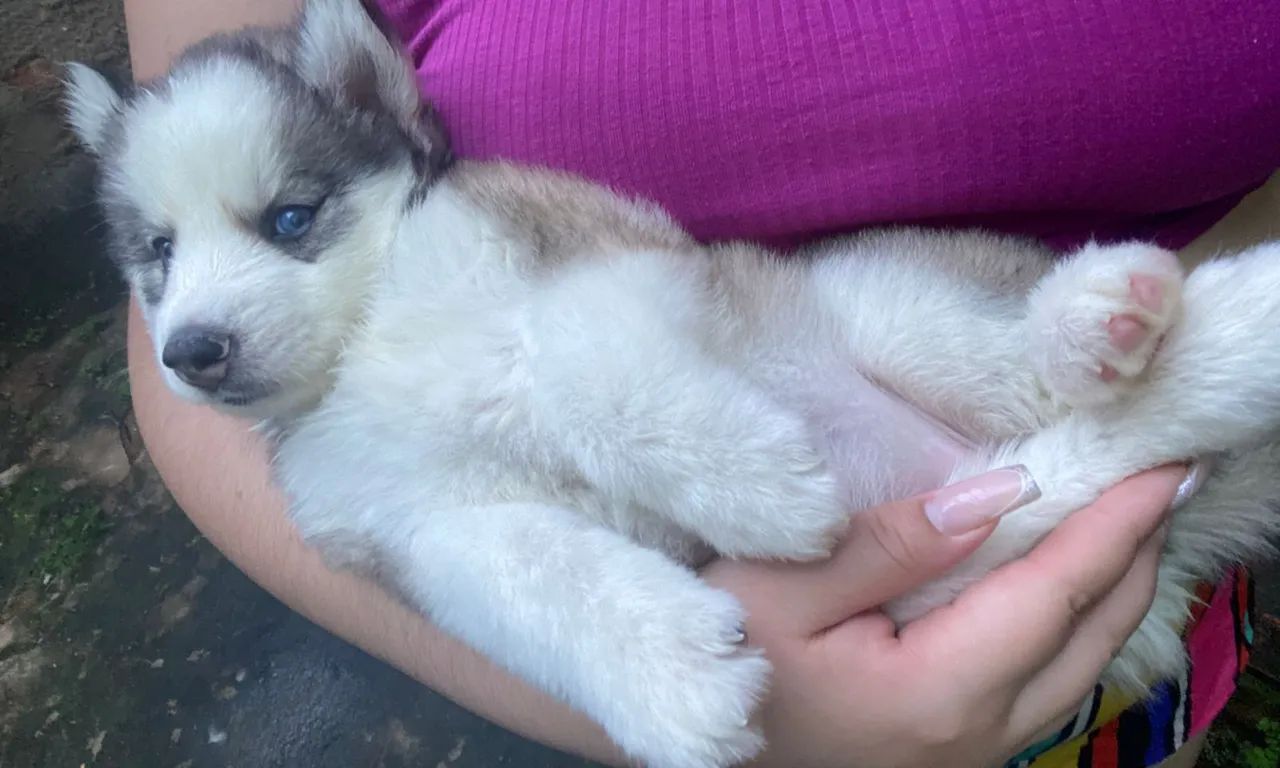 Husky siberiano  - Foto 2