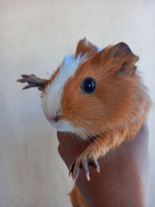 Porquinha da Índia  - Foto 3