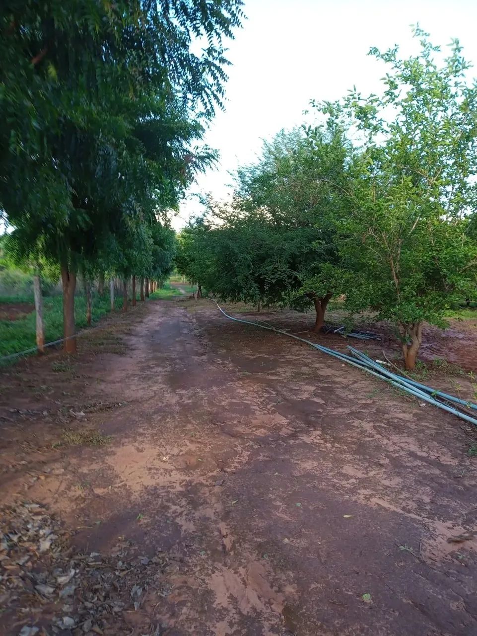 SÍTIO À VENDA  VÁRZEA DE DENTRO (PINTADINHO)  COCOS/BA - Foto 5