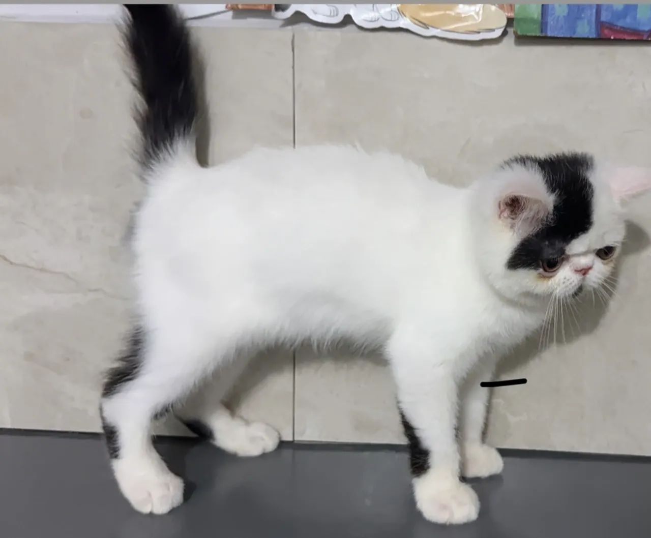 Gato persa exótico com pedigree  - Foto 3