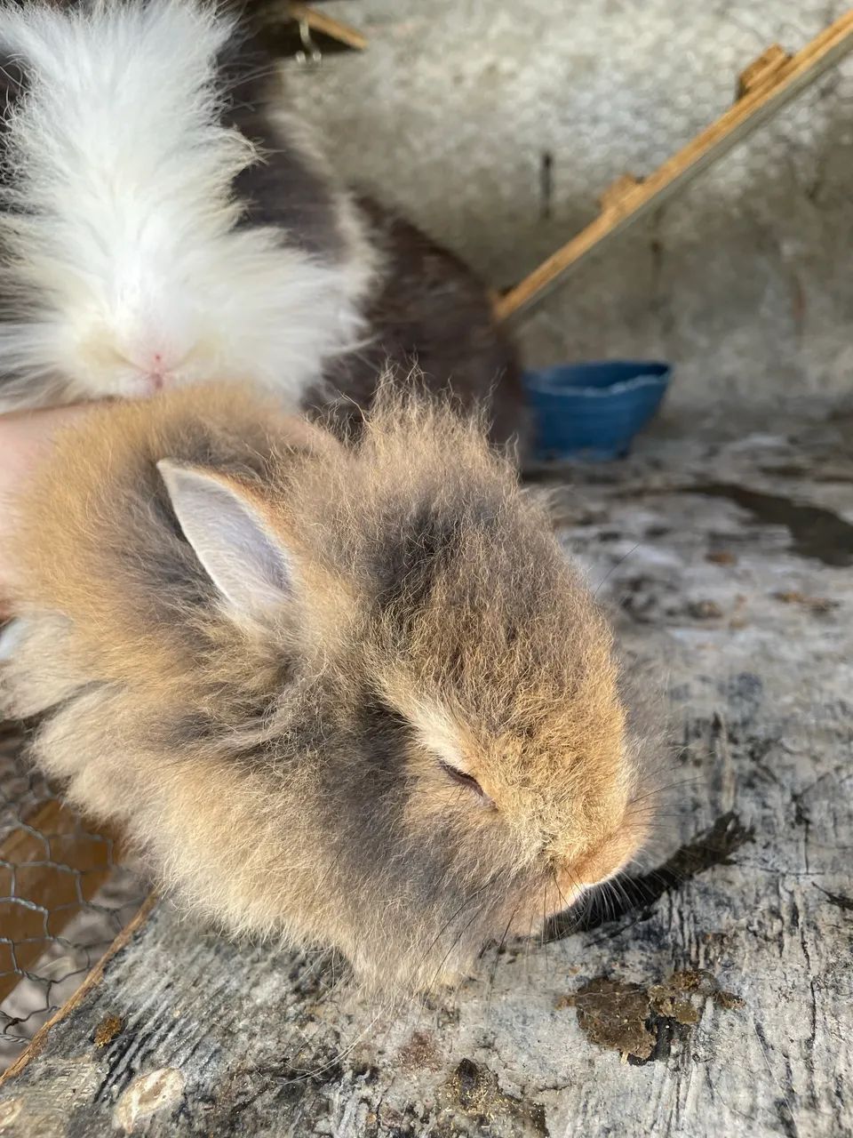 Filhotes de coelho  - Foto 2