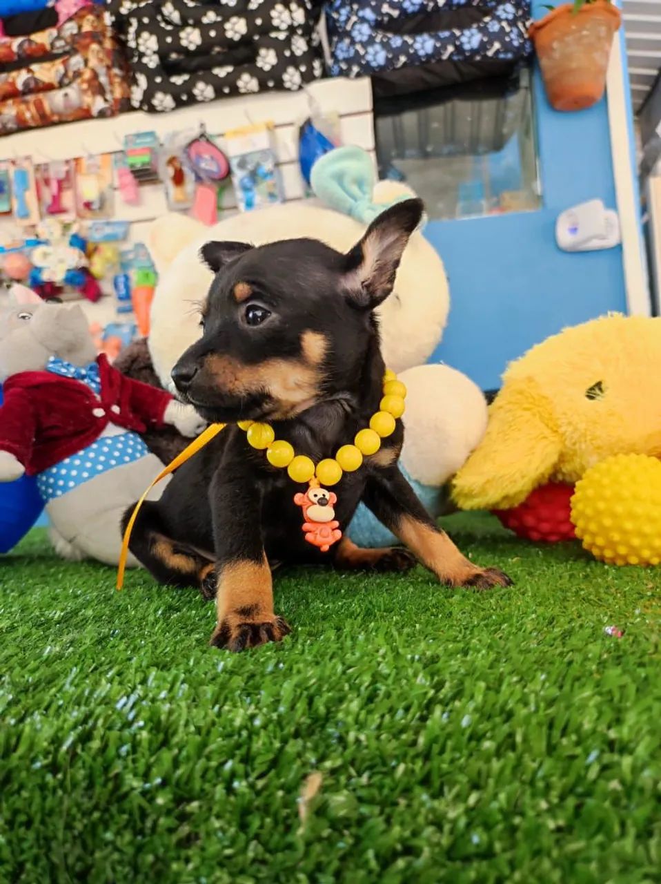 Pinscher Miniatura 