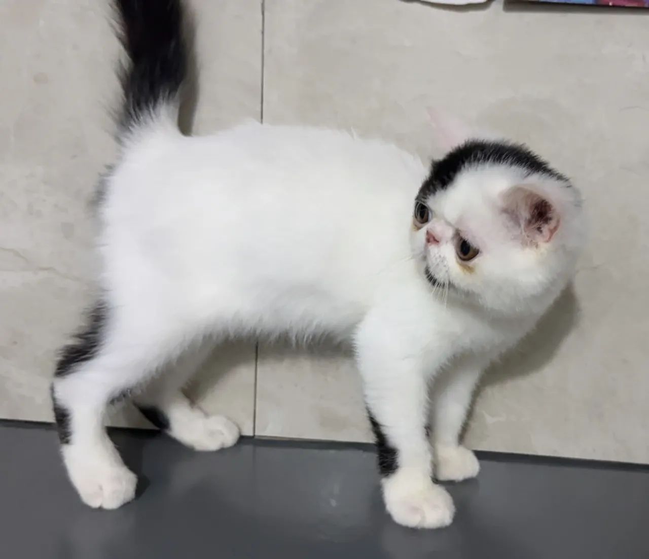 Gato persa exótico com pedigree  - Foto 4