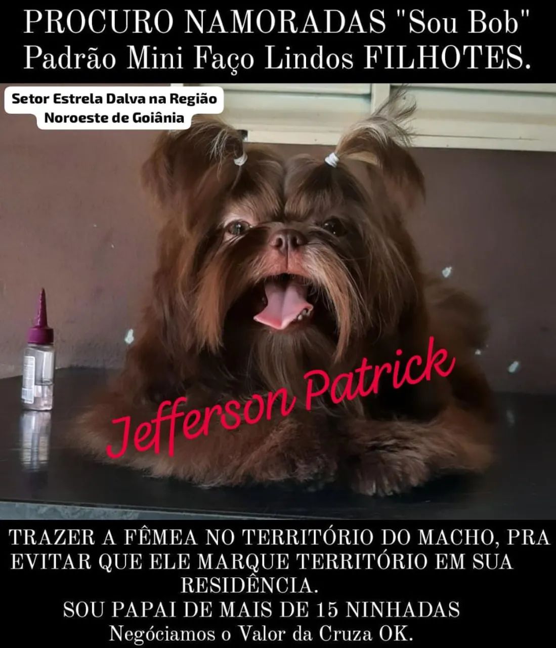 Shih Tzu Macho - Fazendo Lindos Filhotes LEIA DESCRIÇÃO