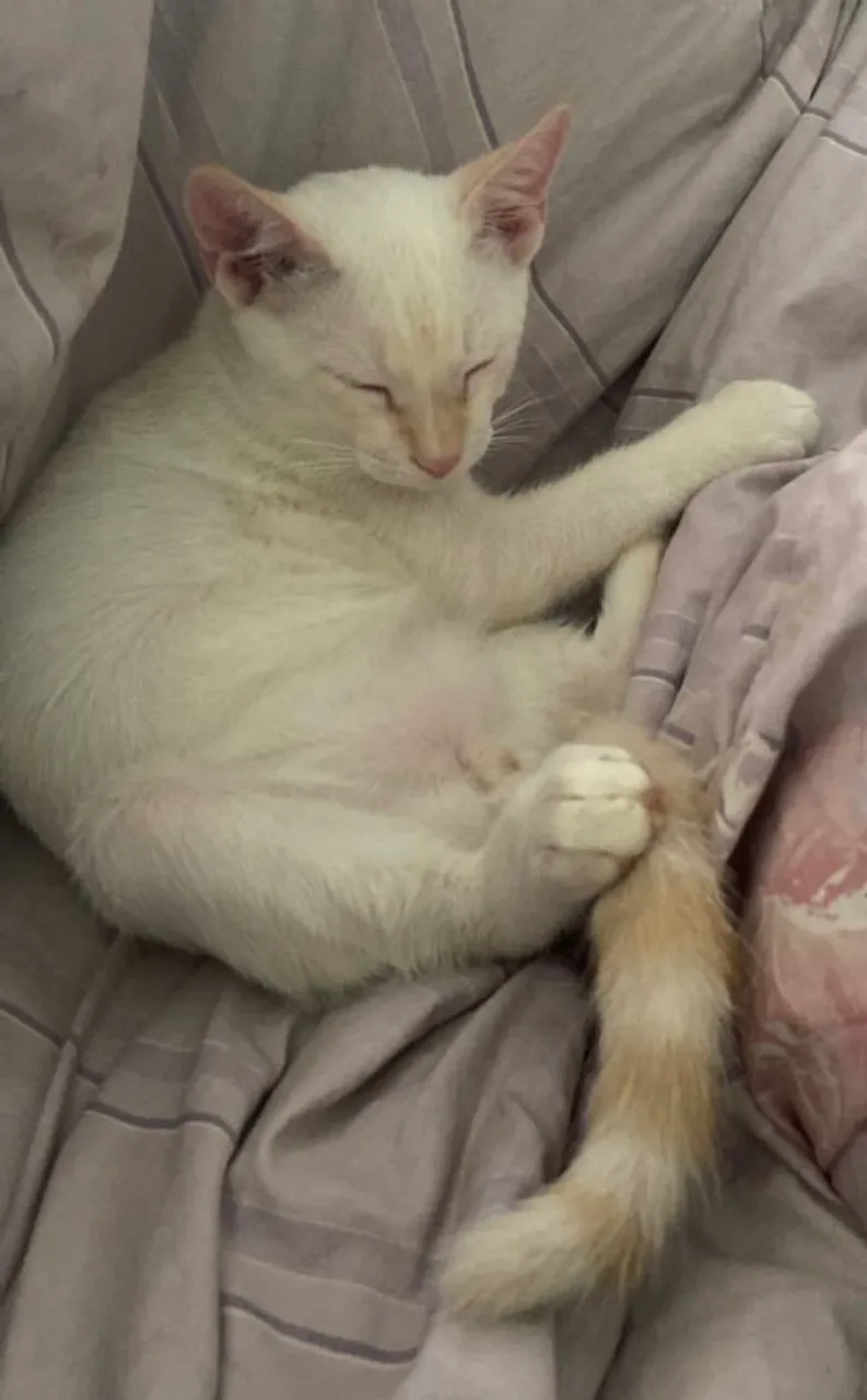 Gatinho branco e fofo para adoção