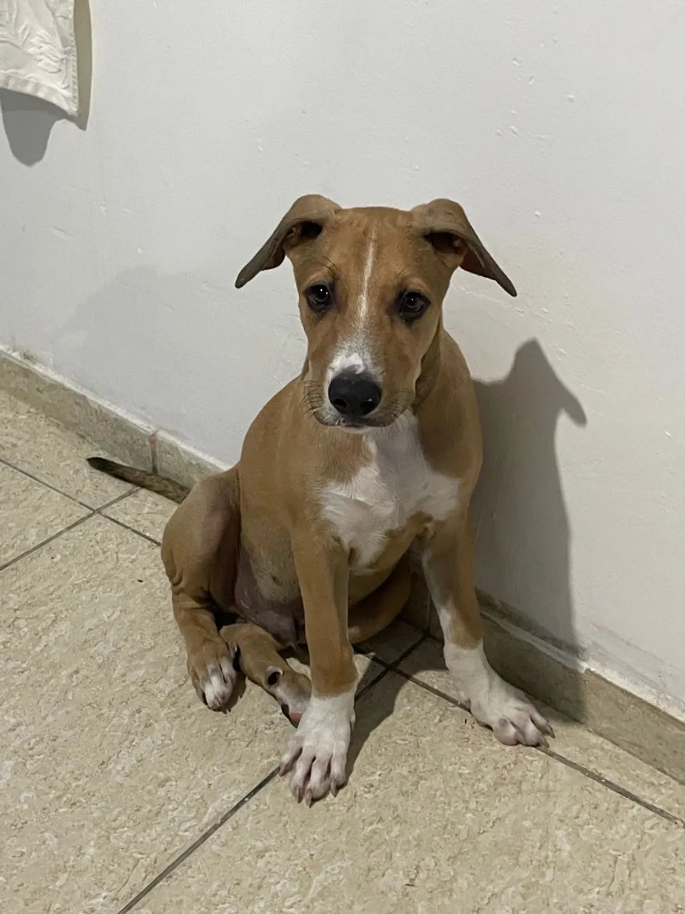 Ele é misturado de Pitbull e americano  - Foto 3