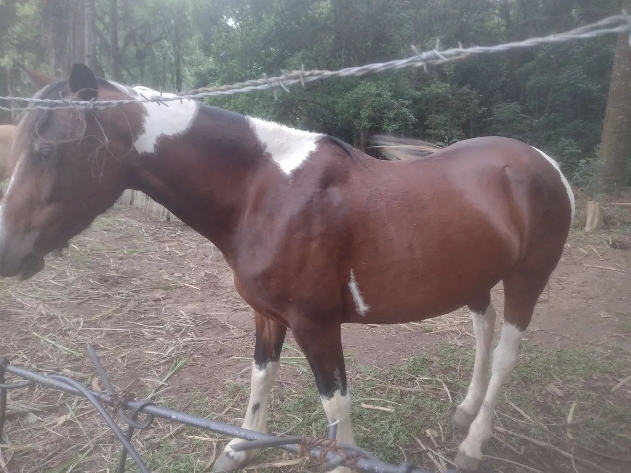 Égua Pampa, lindo e dócil - Foto 5
