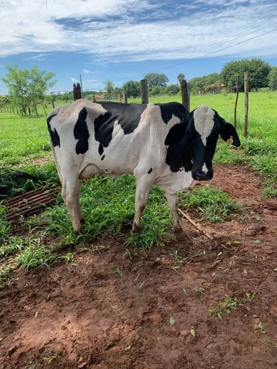 Vaca girolando 2 cria  - Foto 3