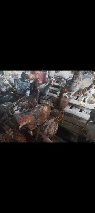 PINTINHOS E FRANGUINHO CAIPIRA.