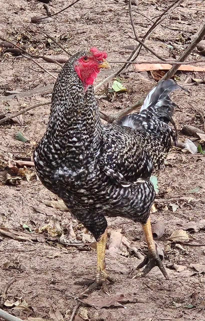 Frango Carijó