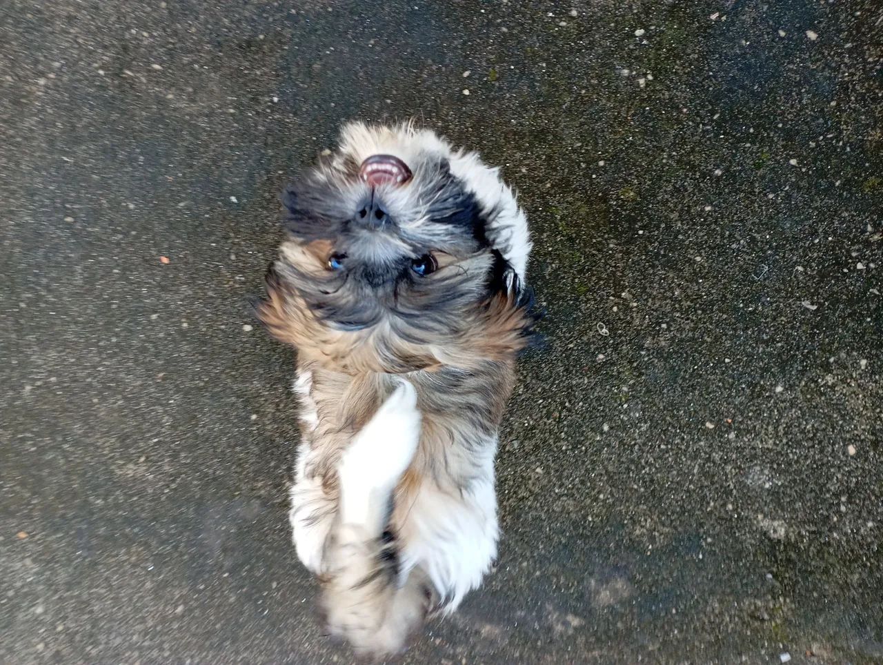 Shih Tzu Filhote de 3 meses macho - Foto 3