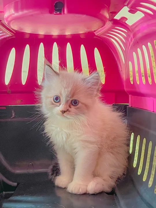 Filhote de gato persa misturado com angorà, super peludinho. 