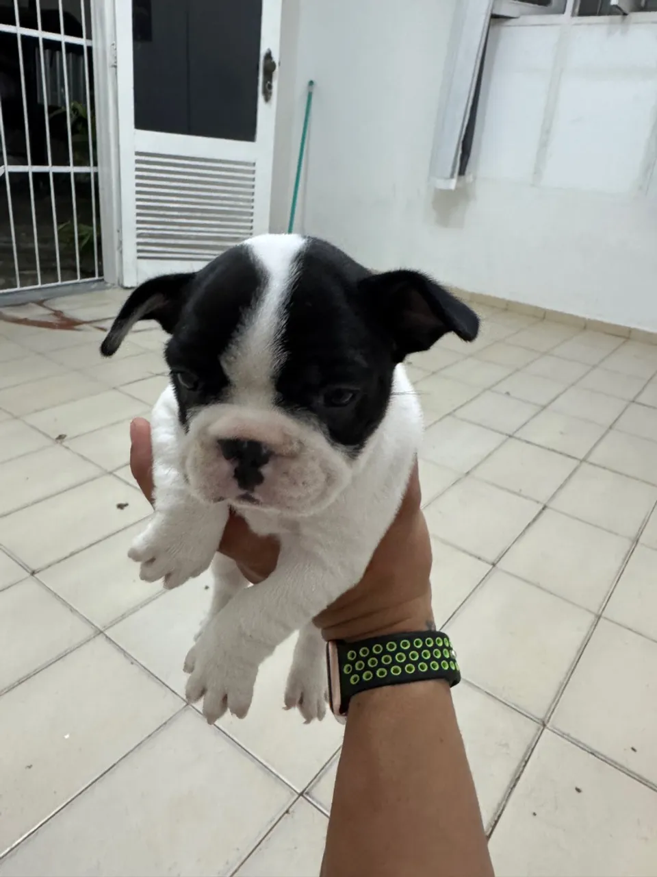 Filhote de Bulldog Francês - Amor em 4 patas!