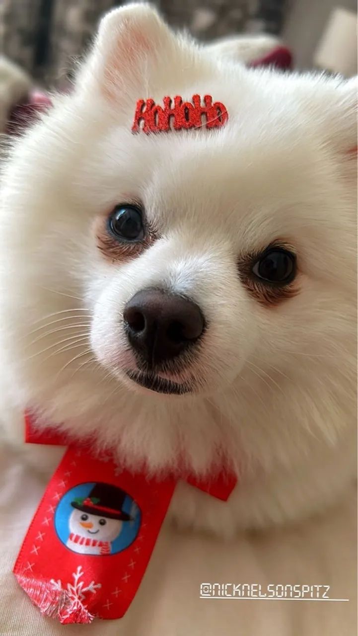 Spitz Alemão para cruza - Foto 3