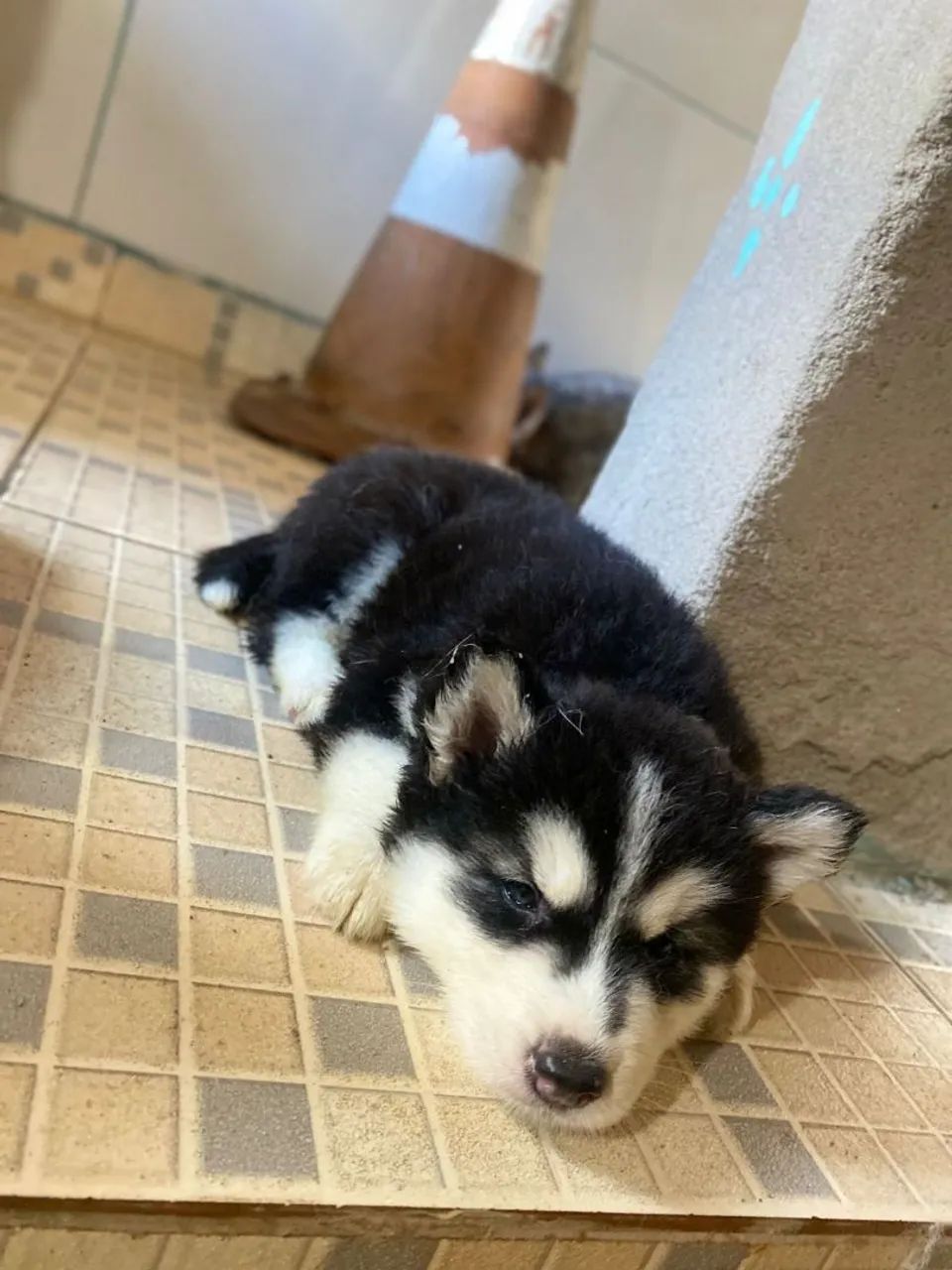 Husky siberiano  - Foto 4